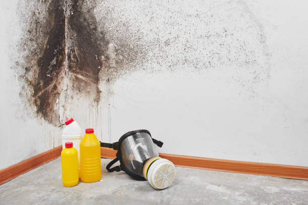 Best Crawl Space Mold Removal  in Altamont, TN