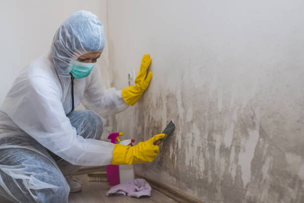 Best Black Mold Removal  in Altamont, TN