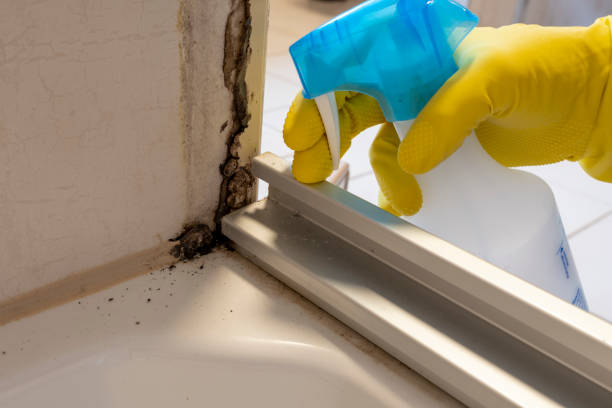Best Certified Mold Removal  in Altamont, TN
