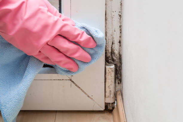 Best Mold Damage Repair  in Altamont, TN