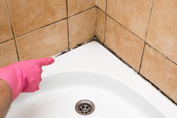 Best Mold Remediation  in Altamont, TN