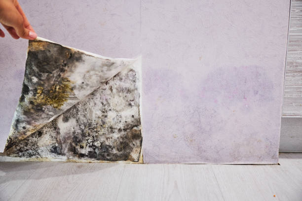 Best Mold Removal Specialists  in Altamont, TN